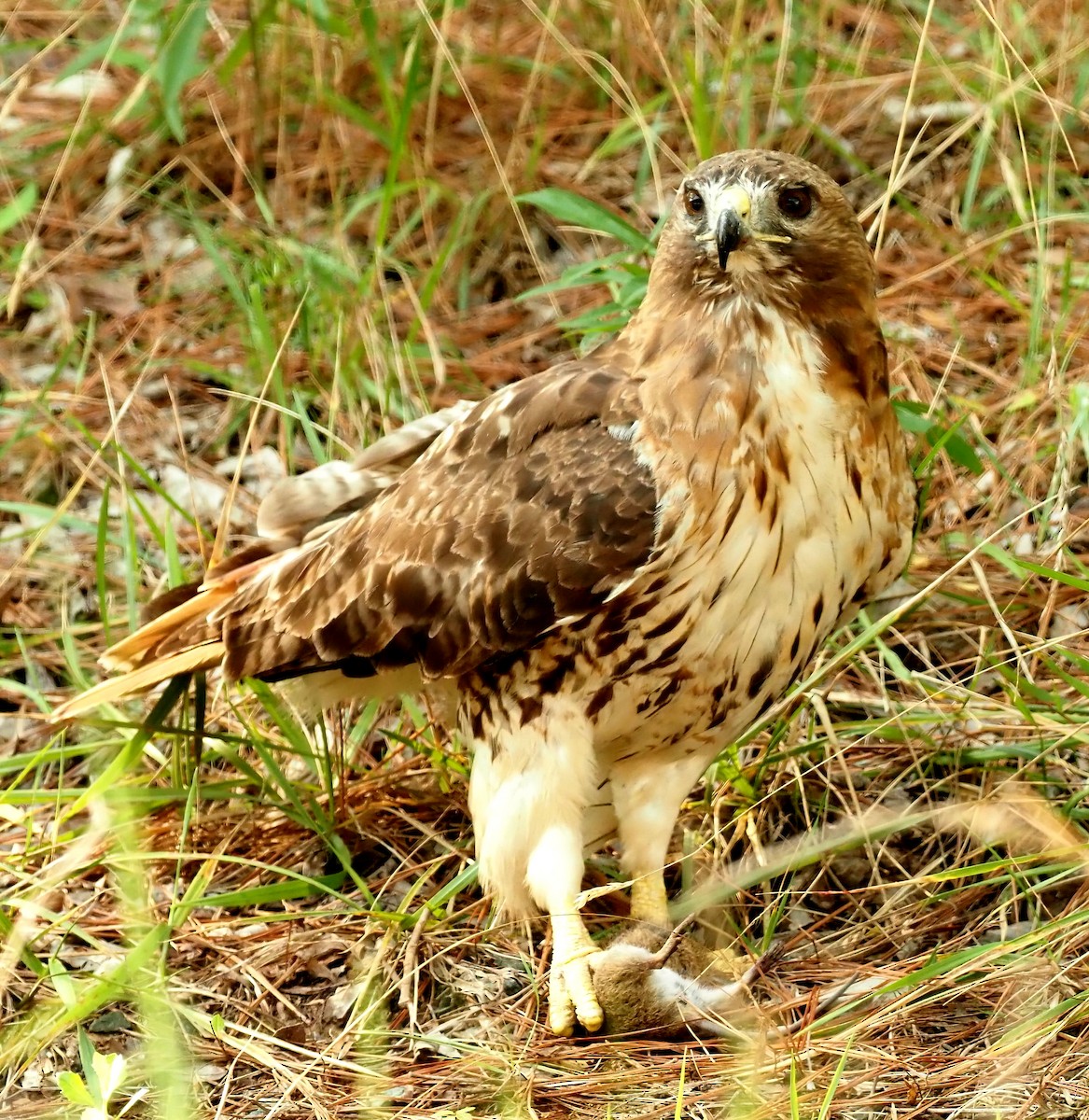 Red-tailed Hawk - Maria de Bruyn