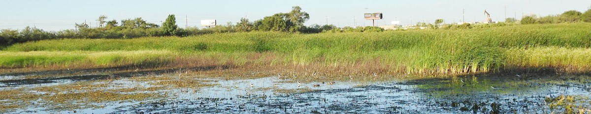 Black-necked Stilt - ML622516961