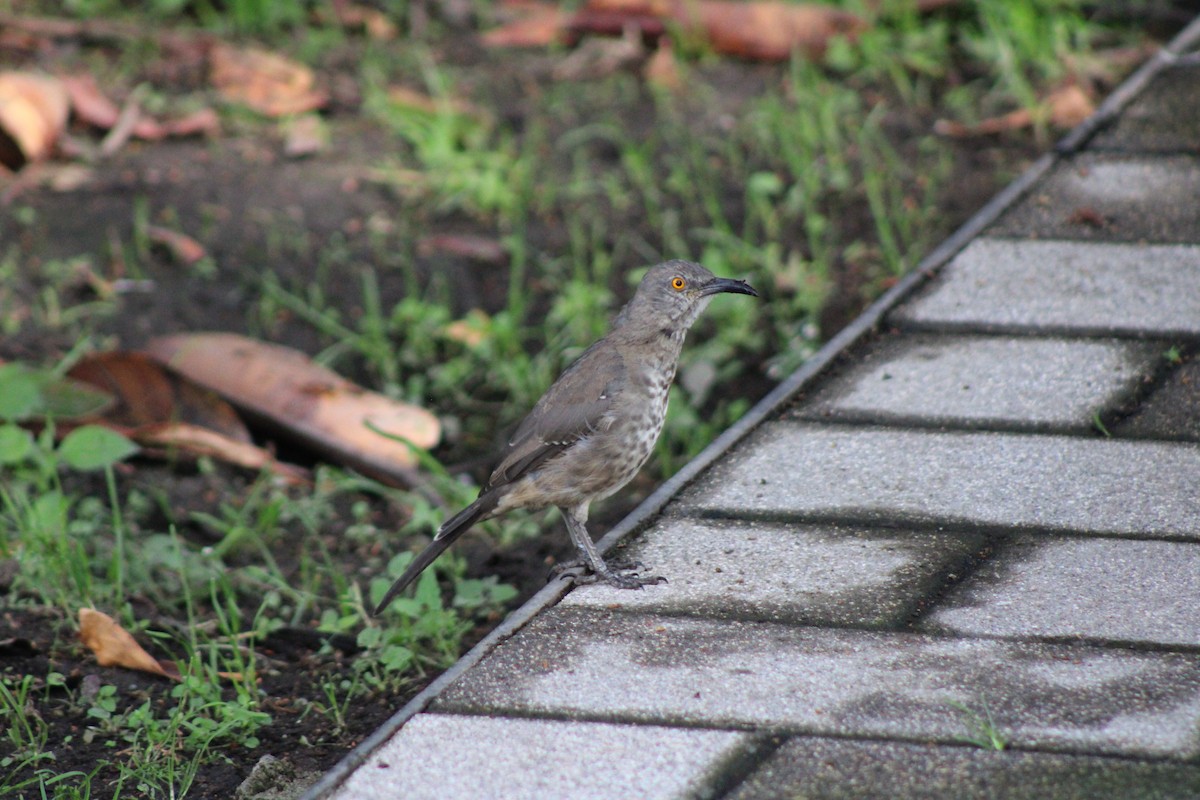 Curve-billed Thrasher - ML622517074