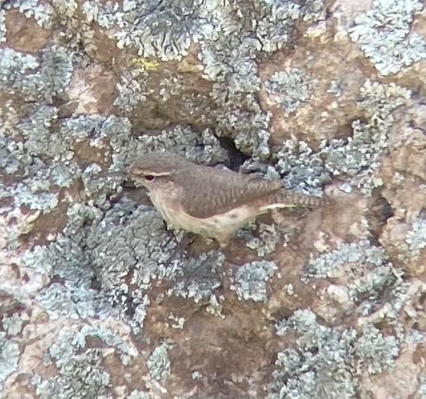 Rock Wren - ML622517090