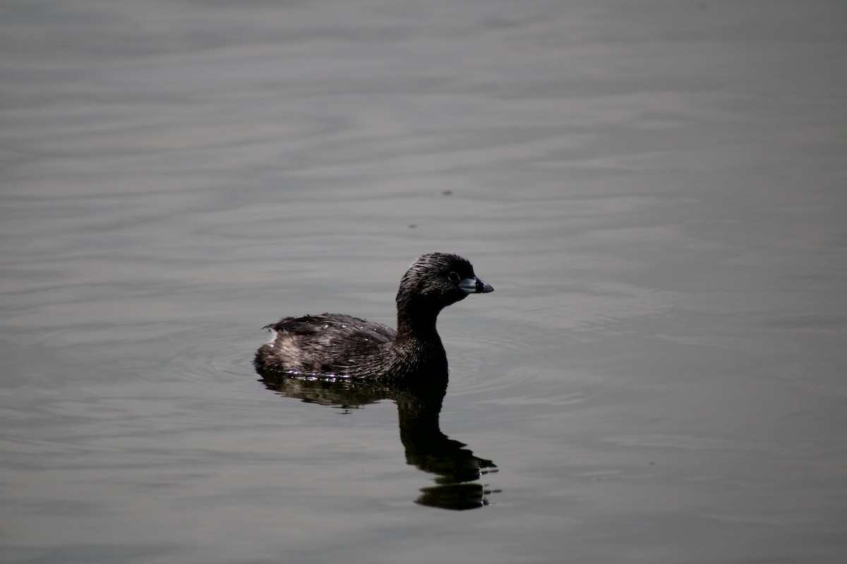 Pied-billed Grebe - ML622517130