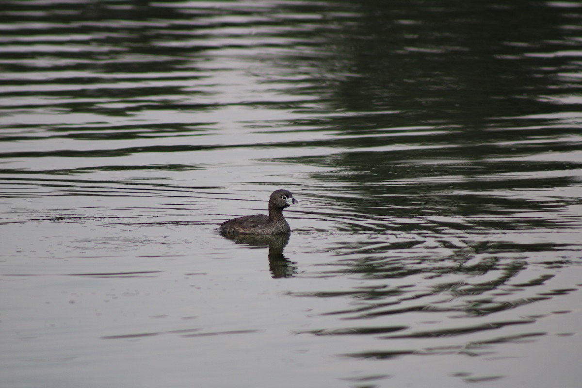 Pied-billed Grebe - ML622517131