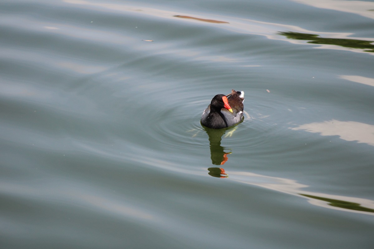 Common Gallinule - ML622517142