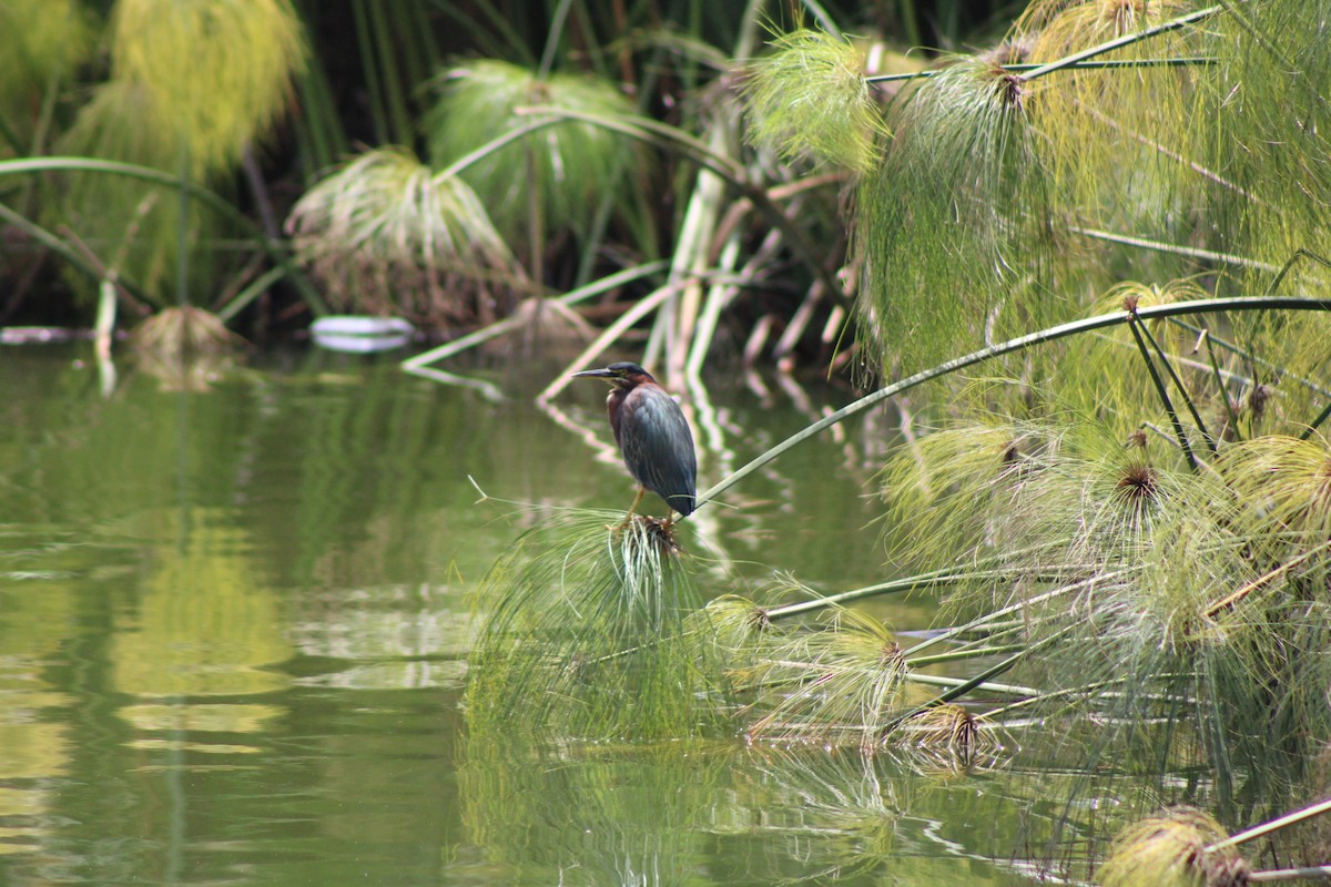 Green Heron - ML622517155