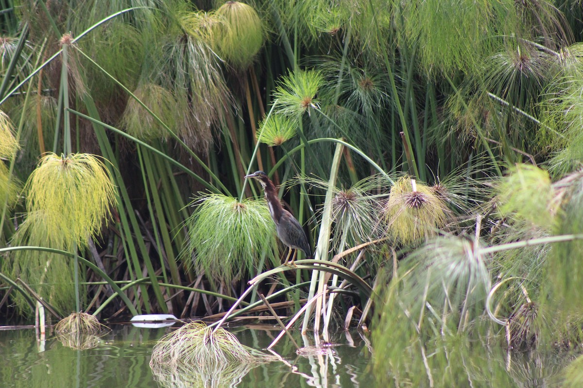 Green Heron - ML622517156