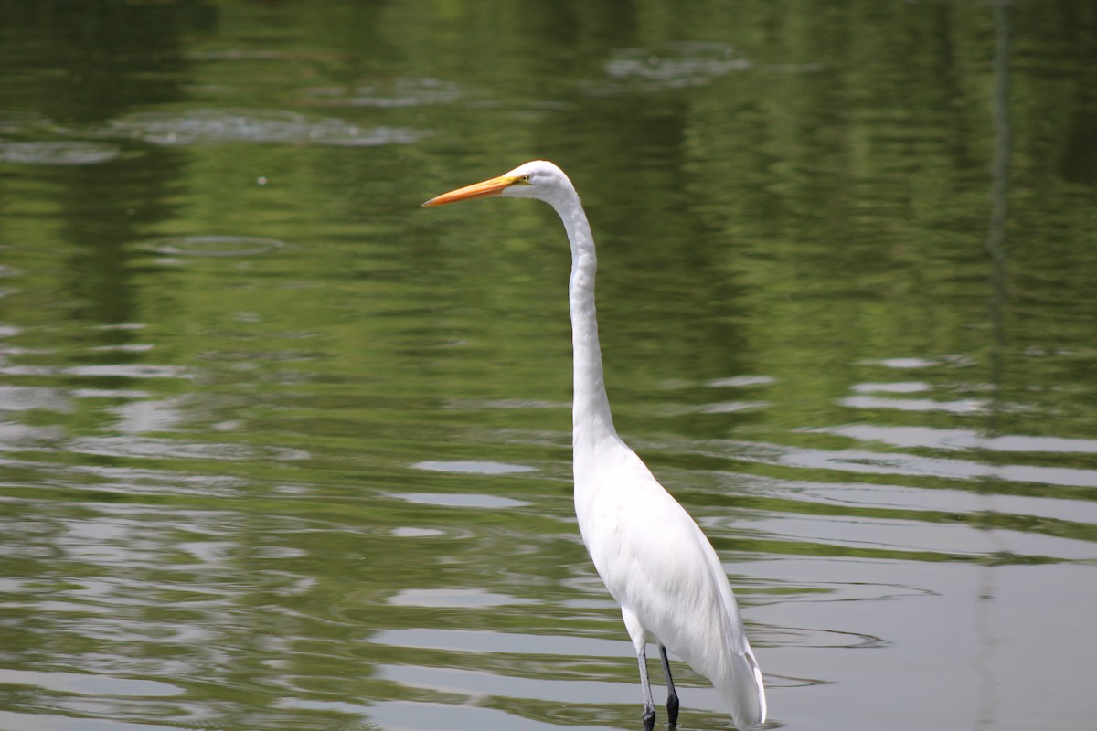 Great Egret - ML622517162