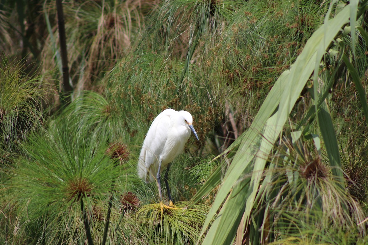 Snowy Egret - ML622517216