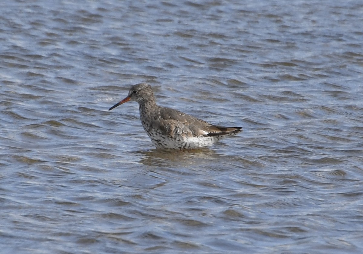 Common Redshank - ML622517326