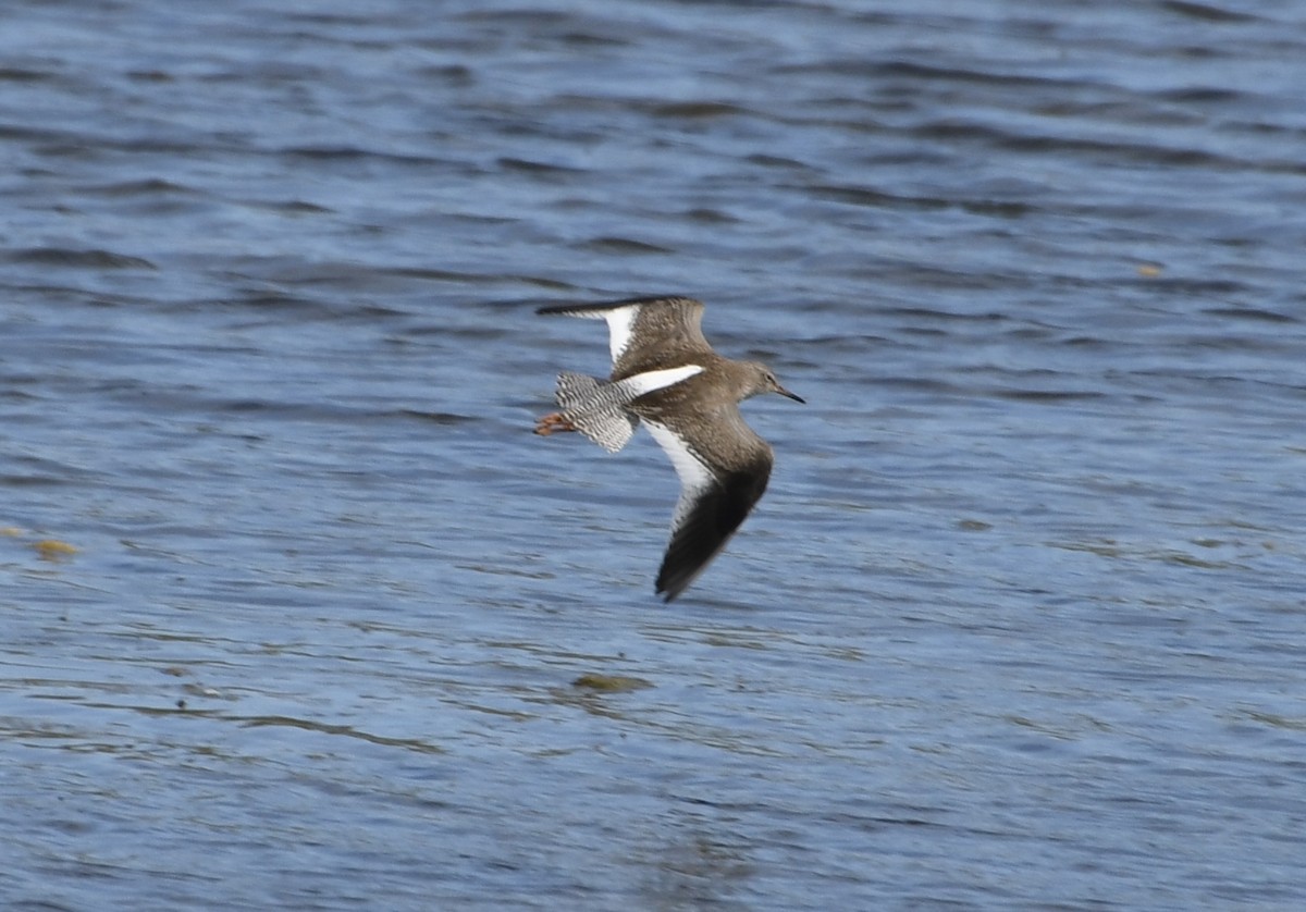 Common Redshank - ML622517327