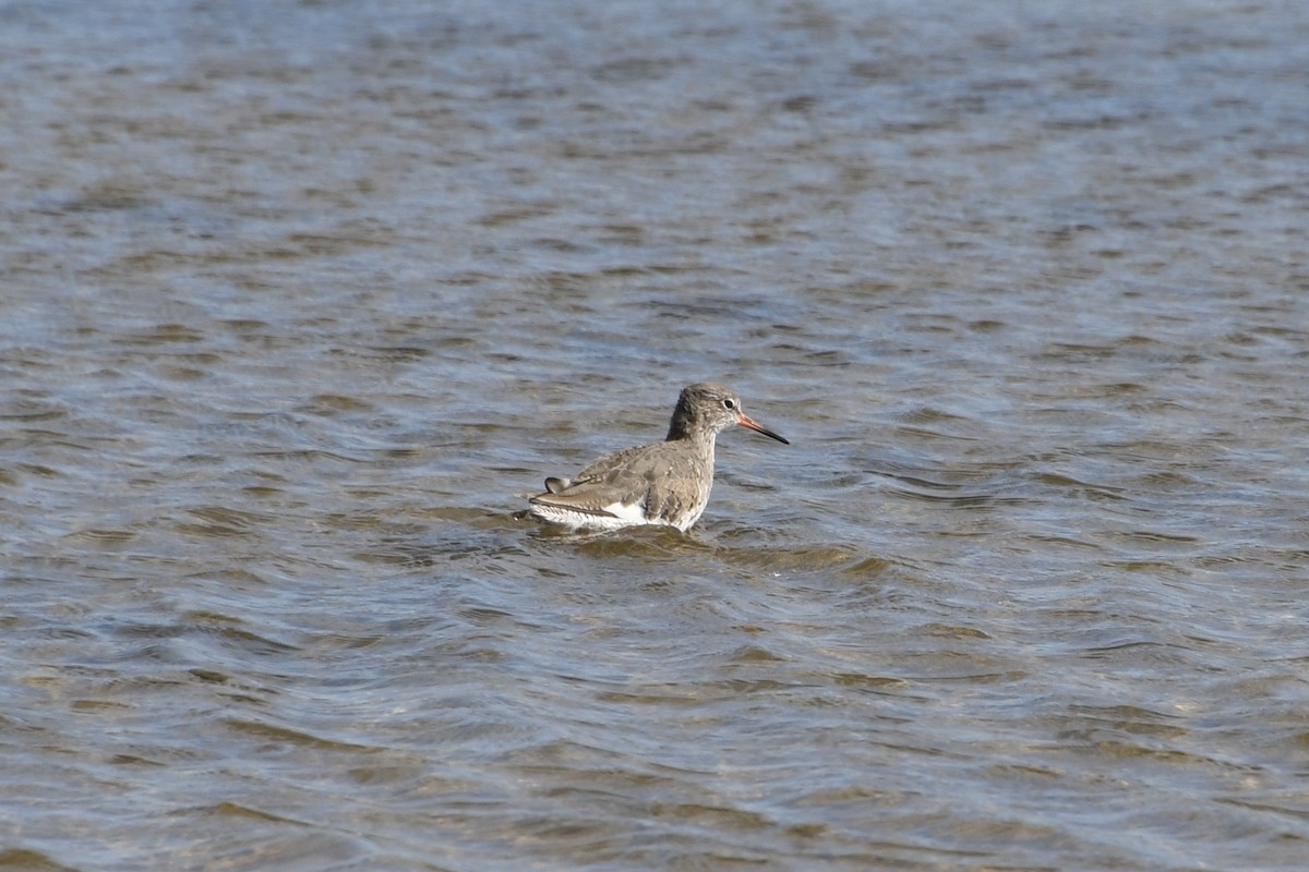 Common Redshank - ML622517328