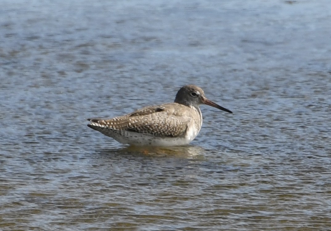 Common Redshank - ML622517329