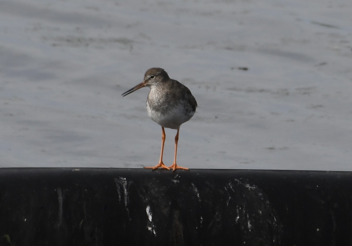 Common Redshank - ML622517330