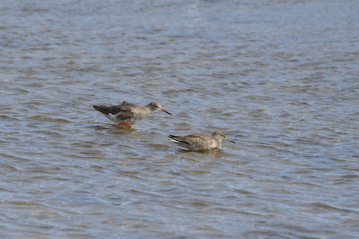 Common Redshank - ML622517331