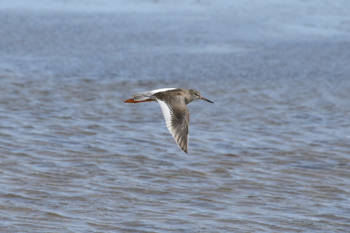 Common Redshank - ML622517332