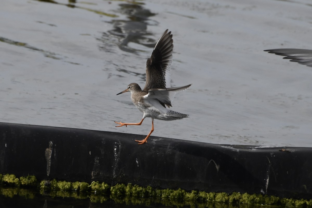 Common Redshank - ML622517333