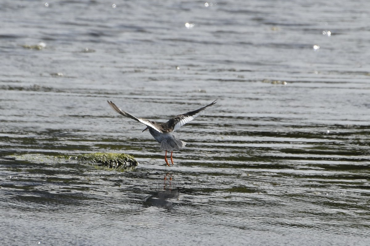 Common Redshank - ML622517334