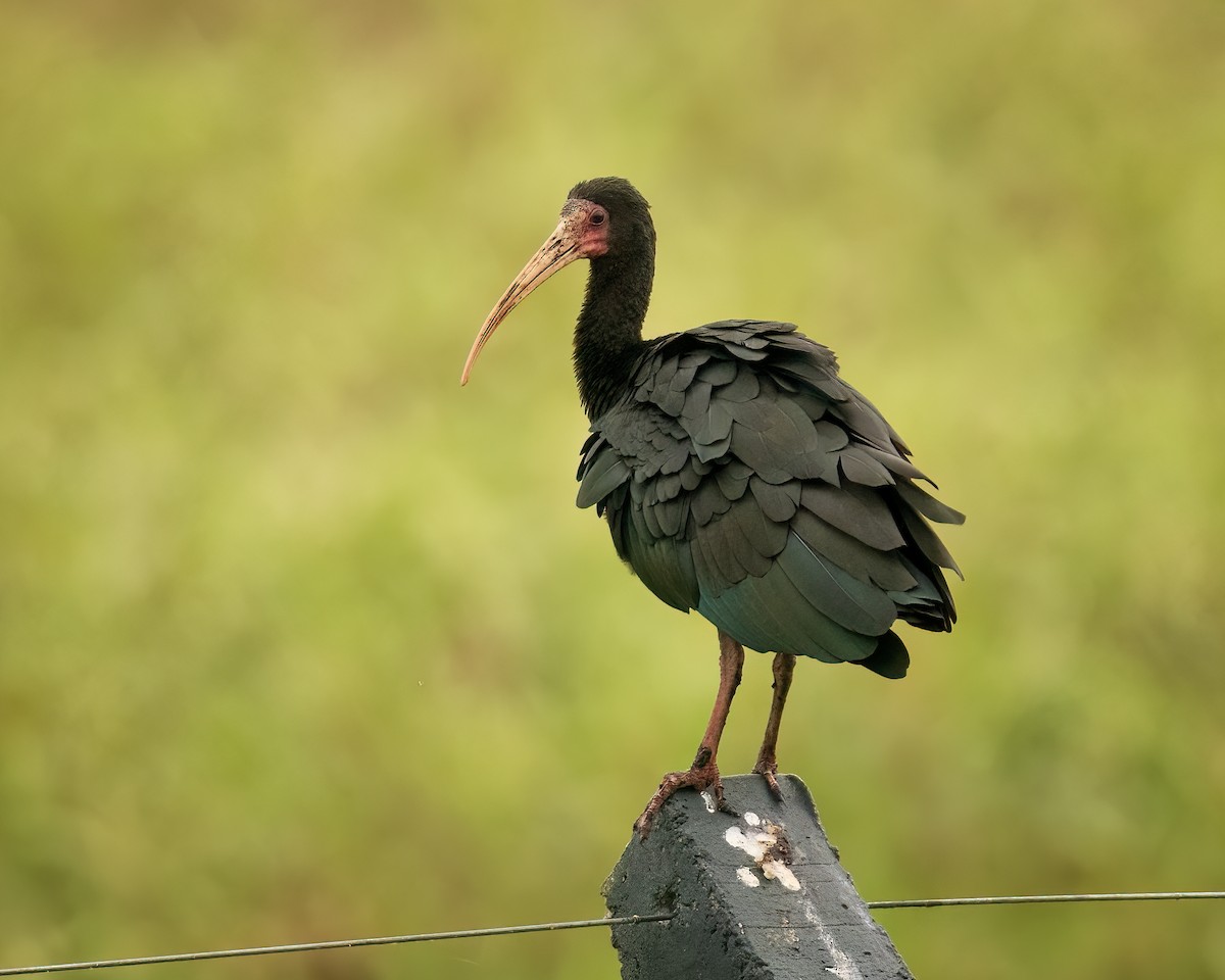 Bare-faced Ibis - ML622517344