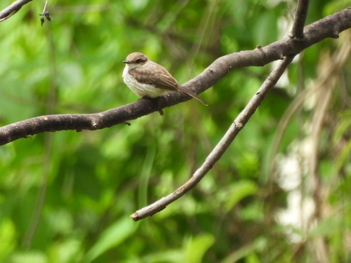 Vermilion Flycatcher - ML622517353