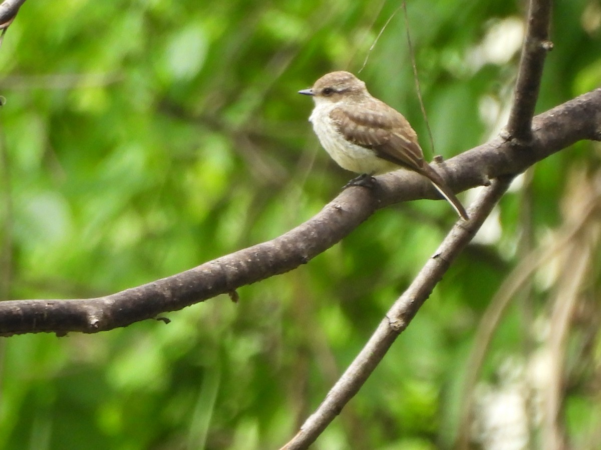 Vermilion Flycatcher - Bosco Greenhead