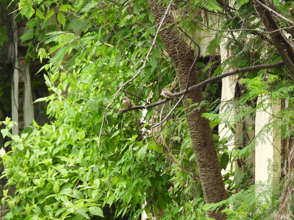 Vermilion Flycatcher - ML622517355