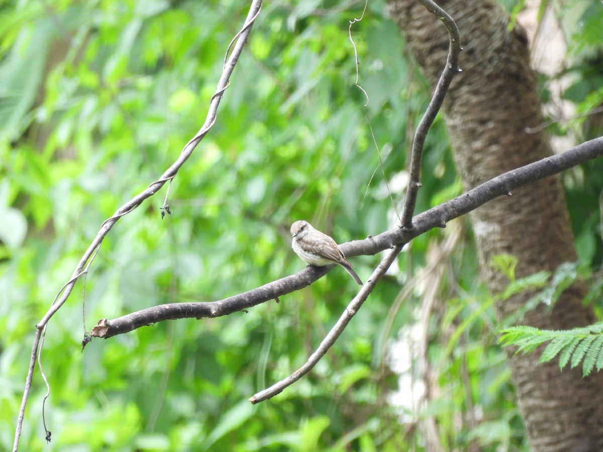 Vermilion Flycatcher - ML622517356