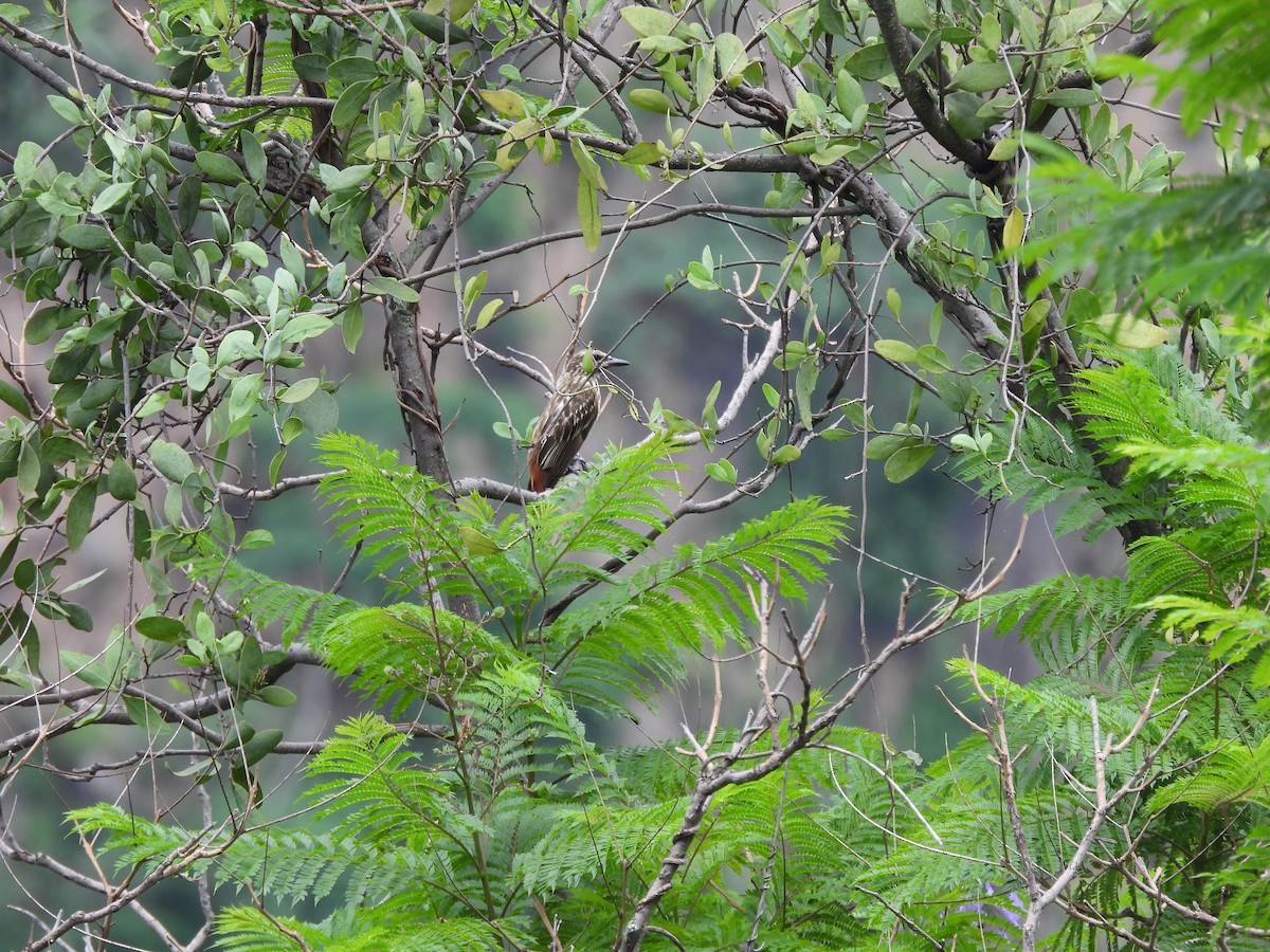 Sulphur-bellied Flycatcher - ML622517386