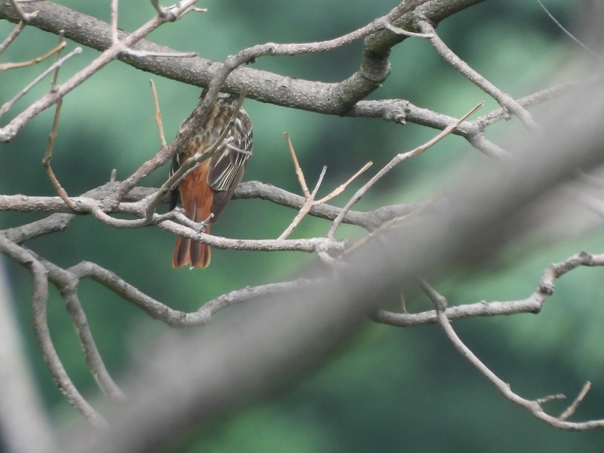 Sulphur-bellied Flycatcher - ML622517387