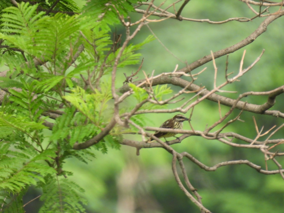 Sulphur-bellied Flycatcher - ML622517389