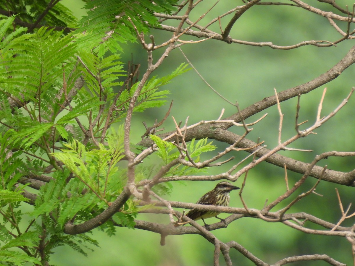 Sulphur-bellied Flycatcher - ML622517390