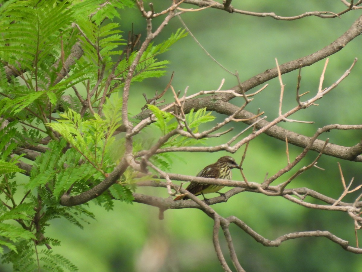 Sulphur-bellied Flycatcher - ML622517391