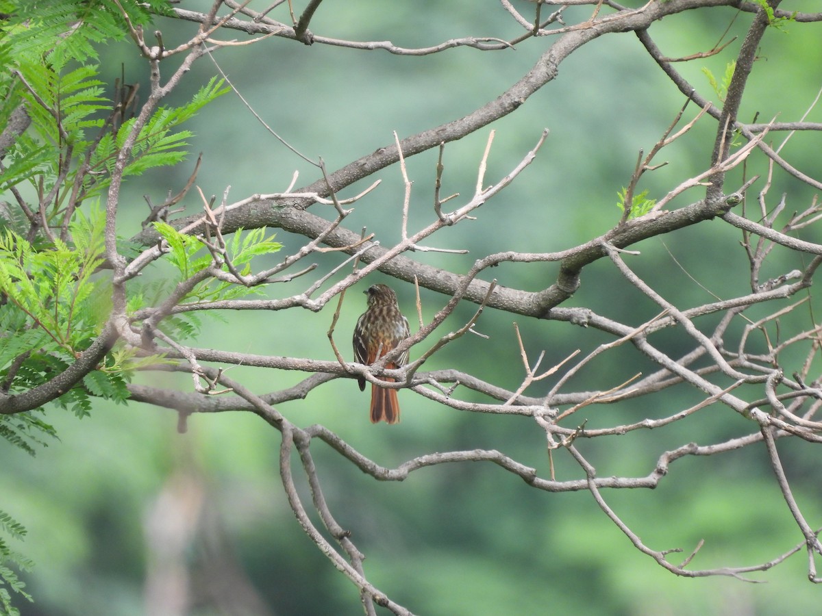 Sulphur-bellied Flycatcher - ML622517392