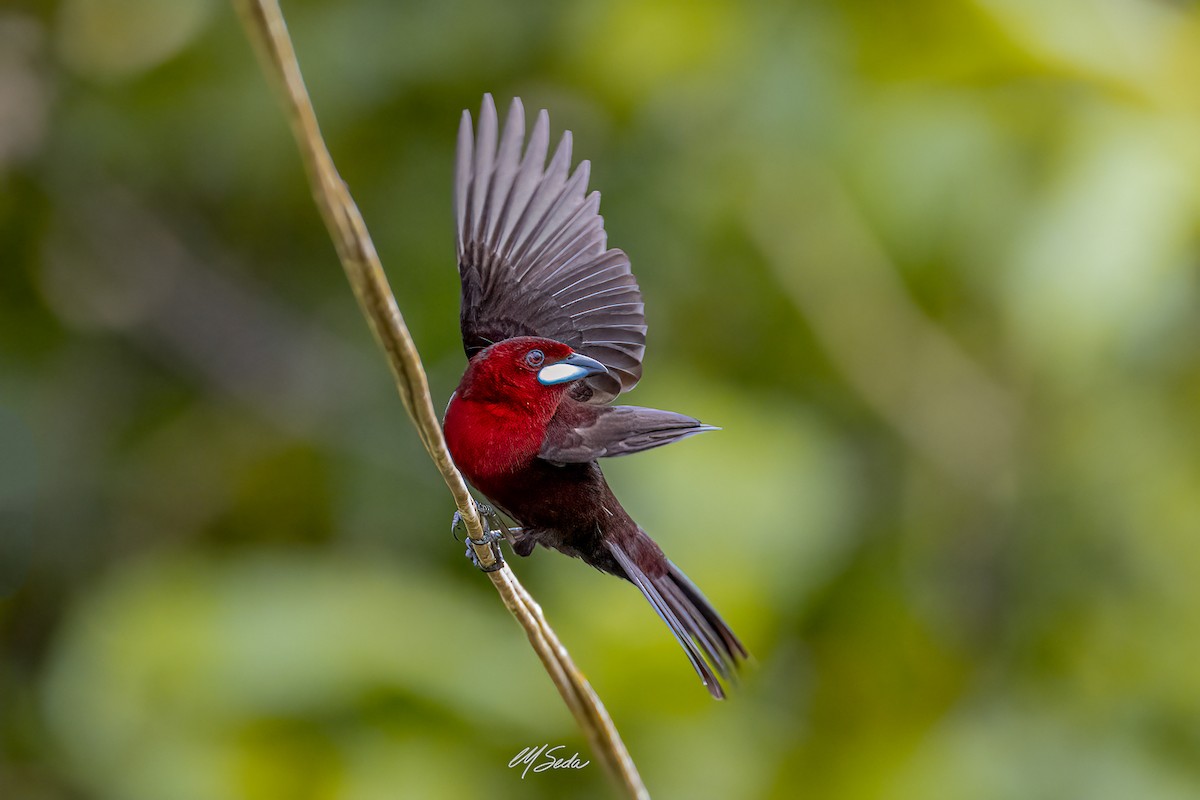 Silver-beaked Tanager - ML622517396