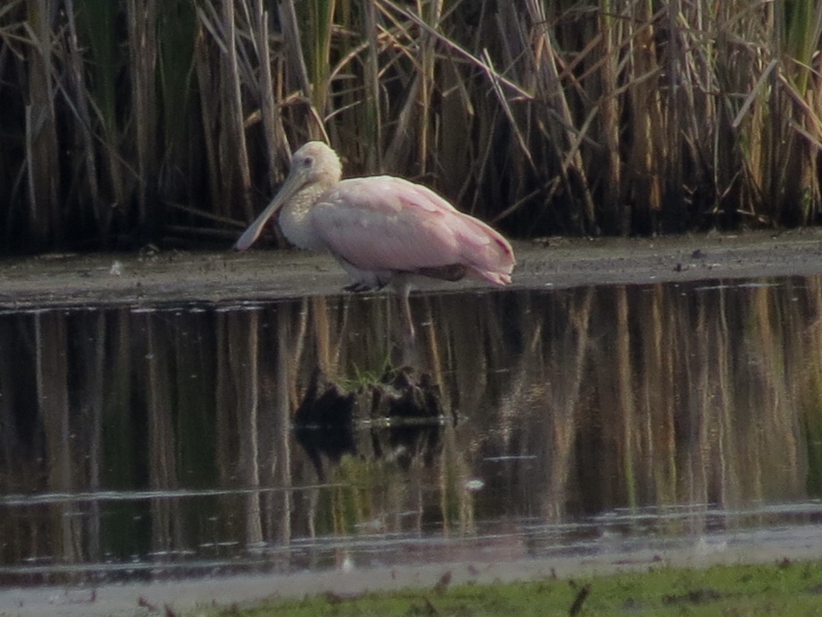 Roseate Spoonbill - Michael Rosengarten