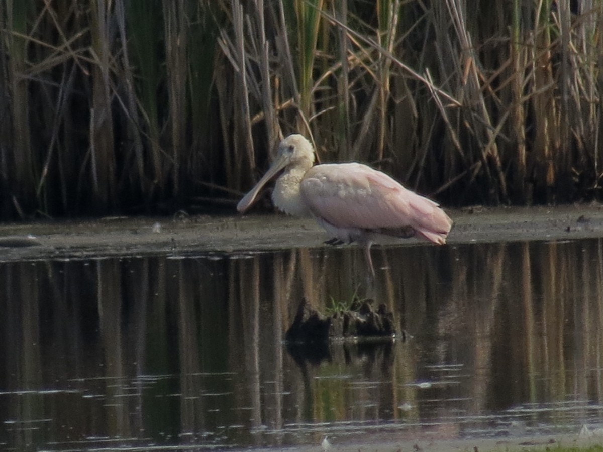 Roseate Spoonbill - Michael Rosengarten