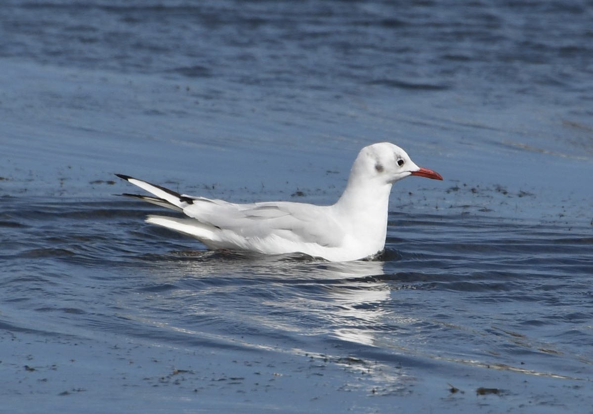 Black-headed Gull - James White