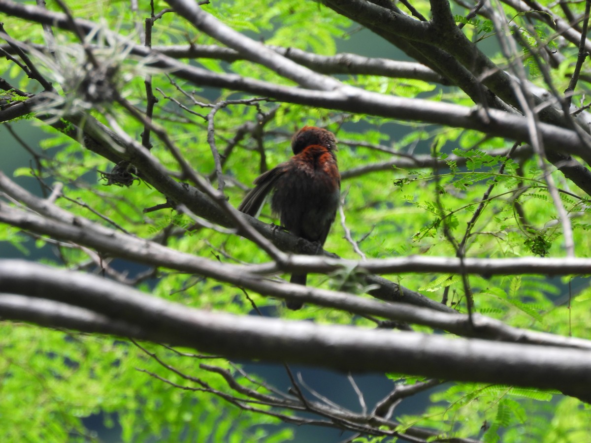 Varied Bunting - ML622517416