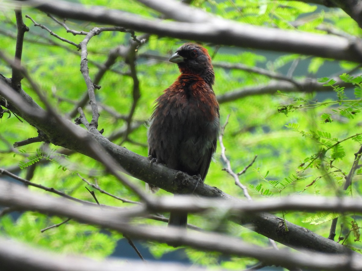 Varied Bunting - Bosco Greenhead