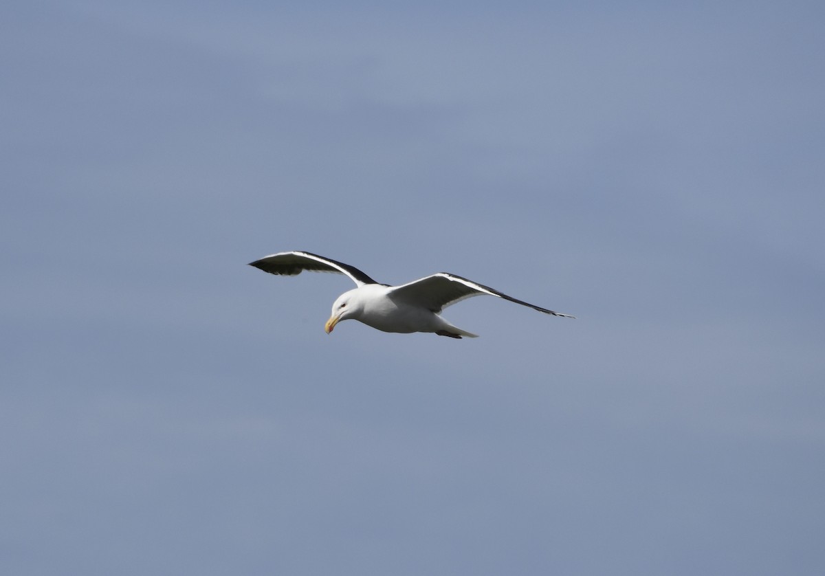 Great Black-backed Gull - ML622517424