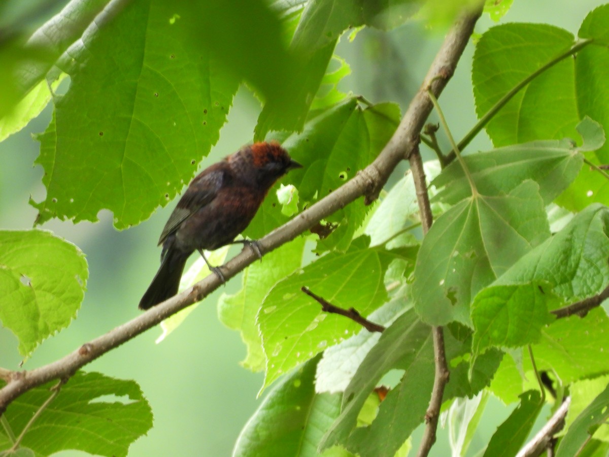 Varied Bunting - ML622517431