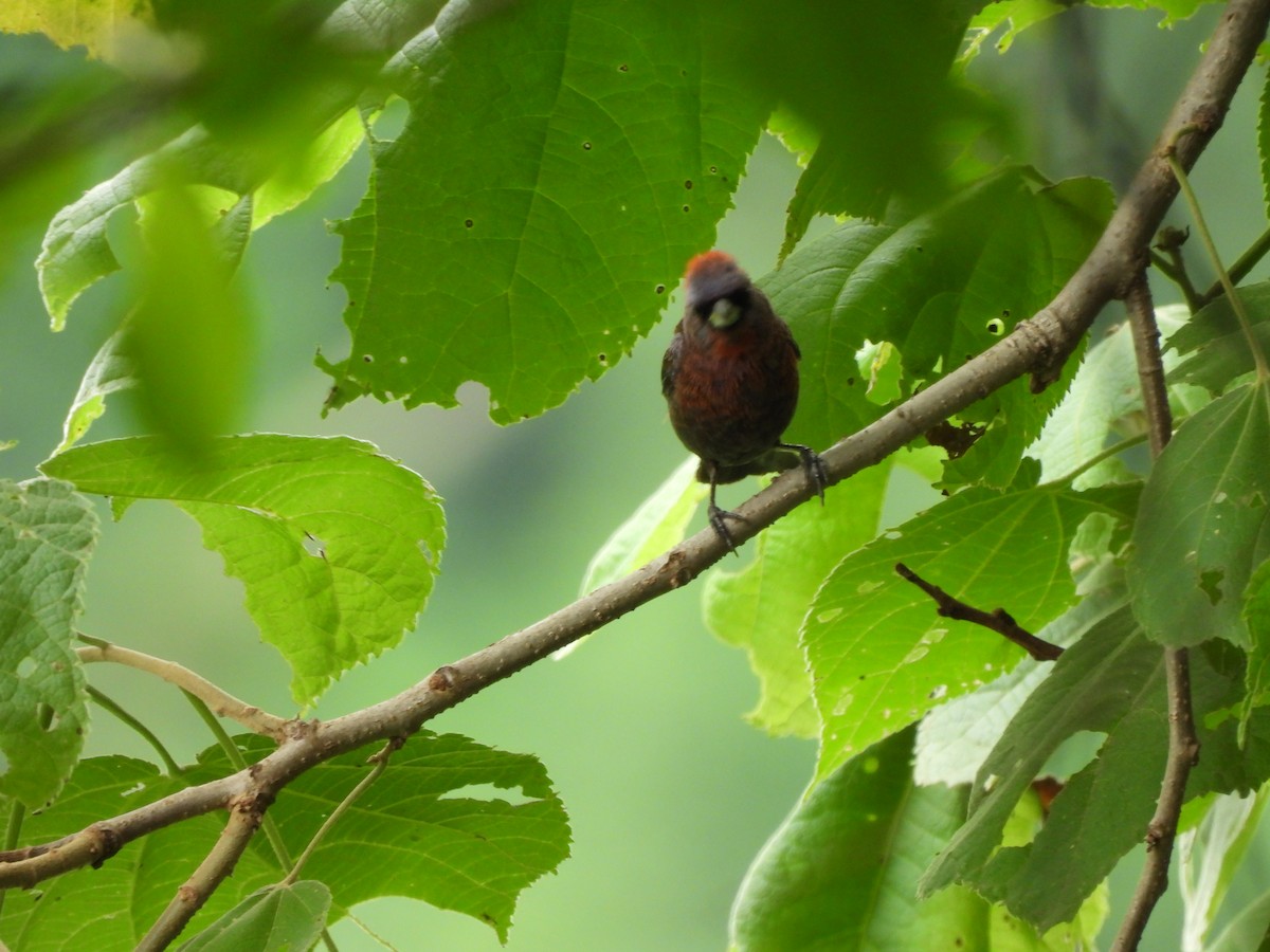 Varied Bunting - ML622517433