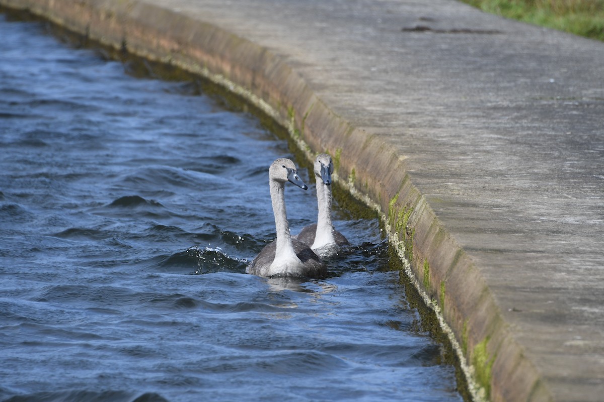 Mute Swan - ML622517489