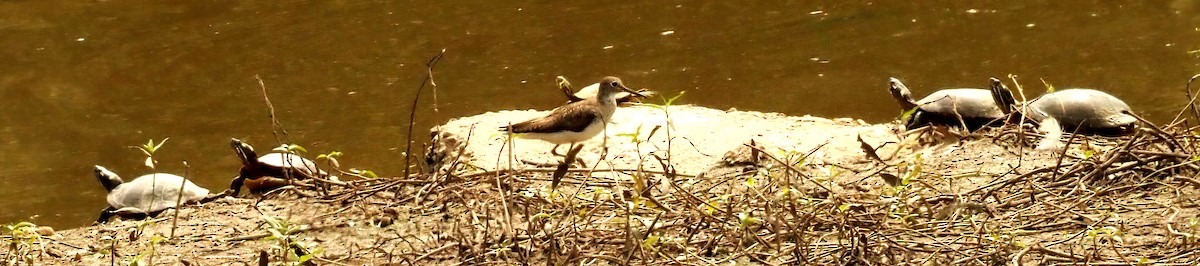 Solitary Sandpiper - ML622517540