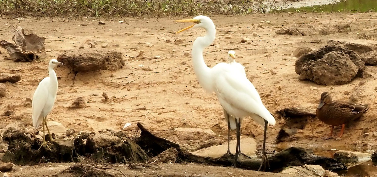 Little Blue Heron - ML622517548