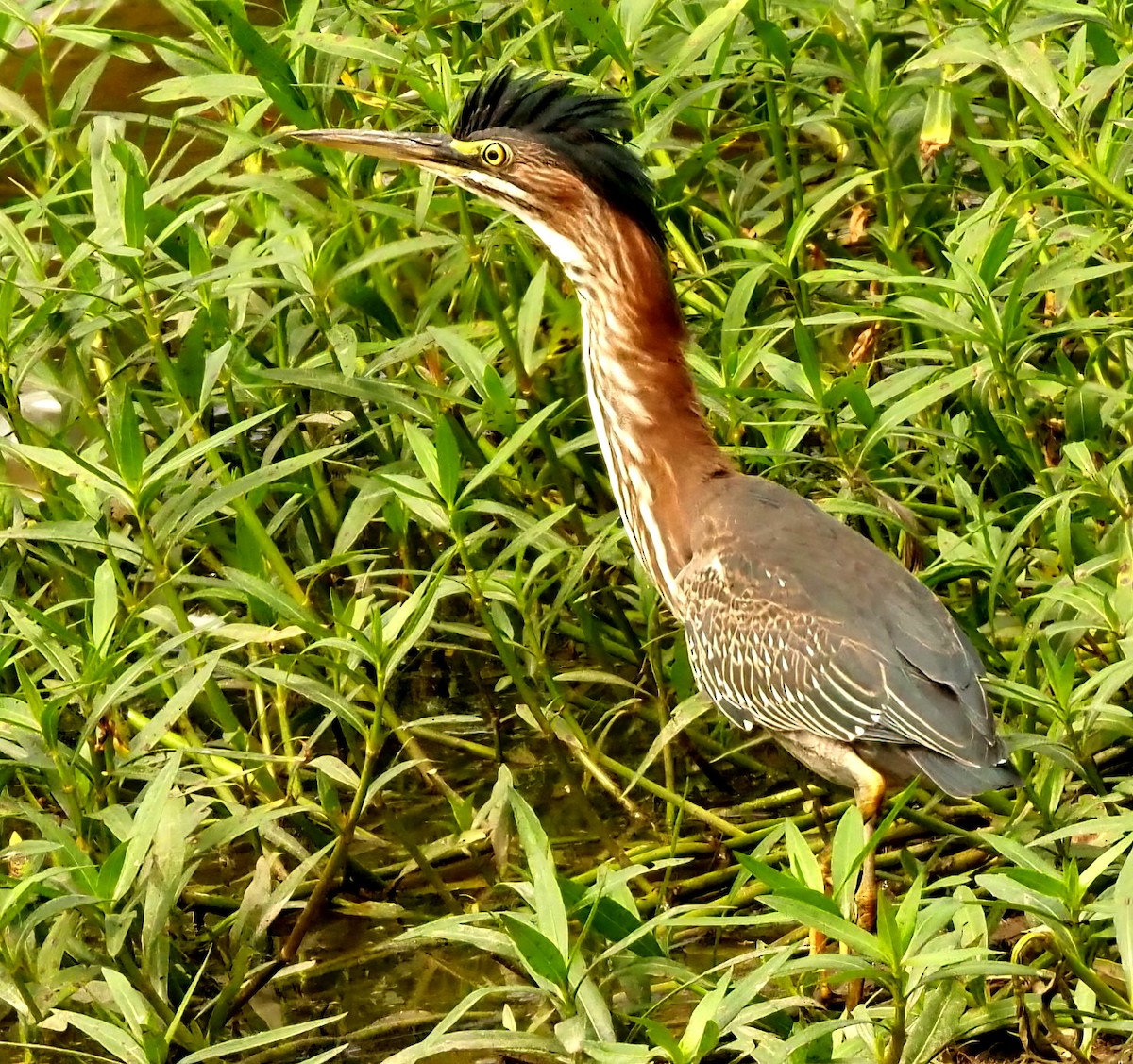 Green Heron - ML622517551