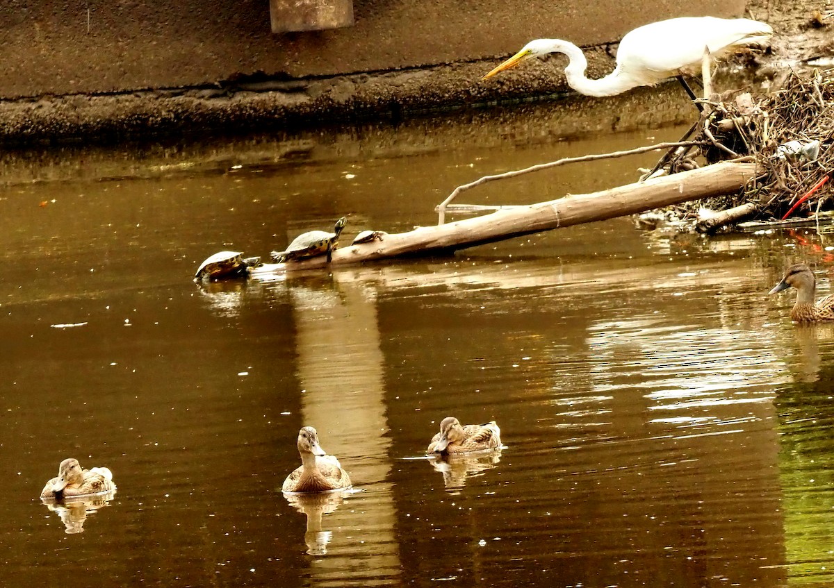 Great Egret - ML622517554