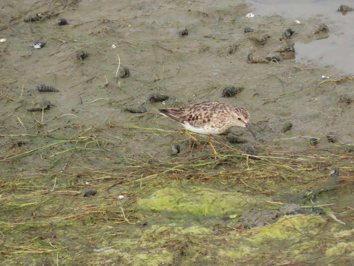 Least Sandpiper - ML622517557