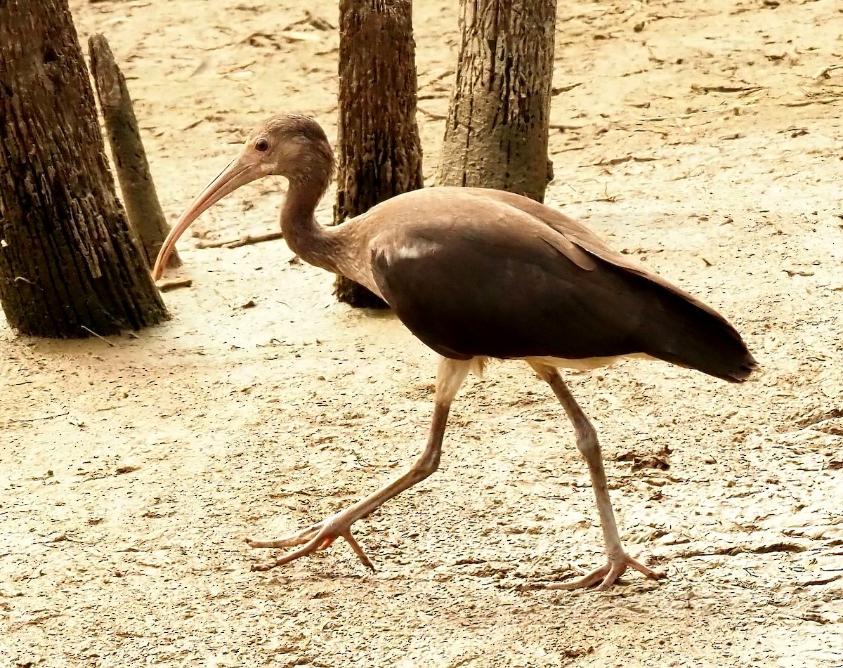 White Ibis - ML622517559