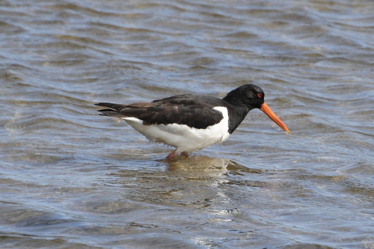 Eurasian Oystercatcher - ML622517584