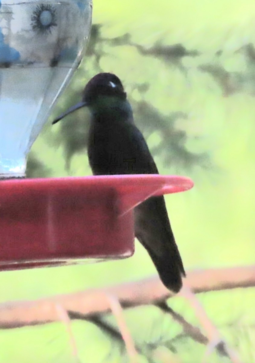 Rivoli's Hummingbird - ML622517647