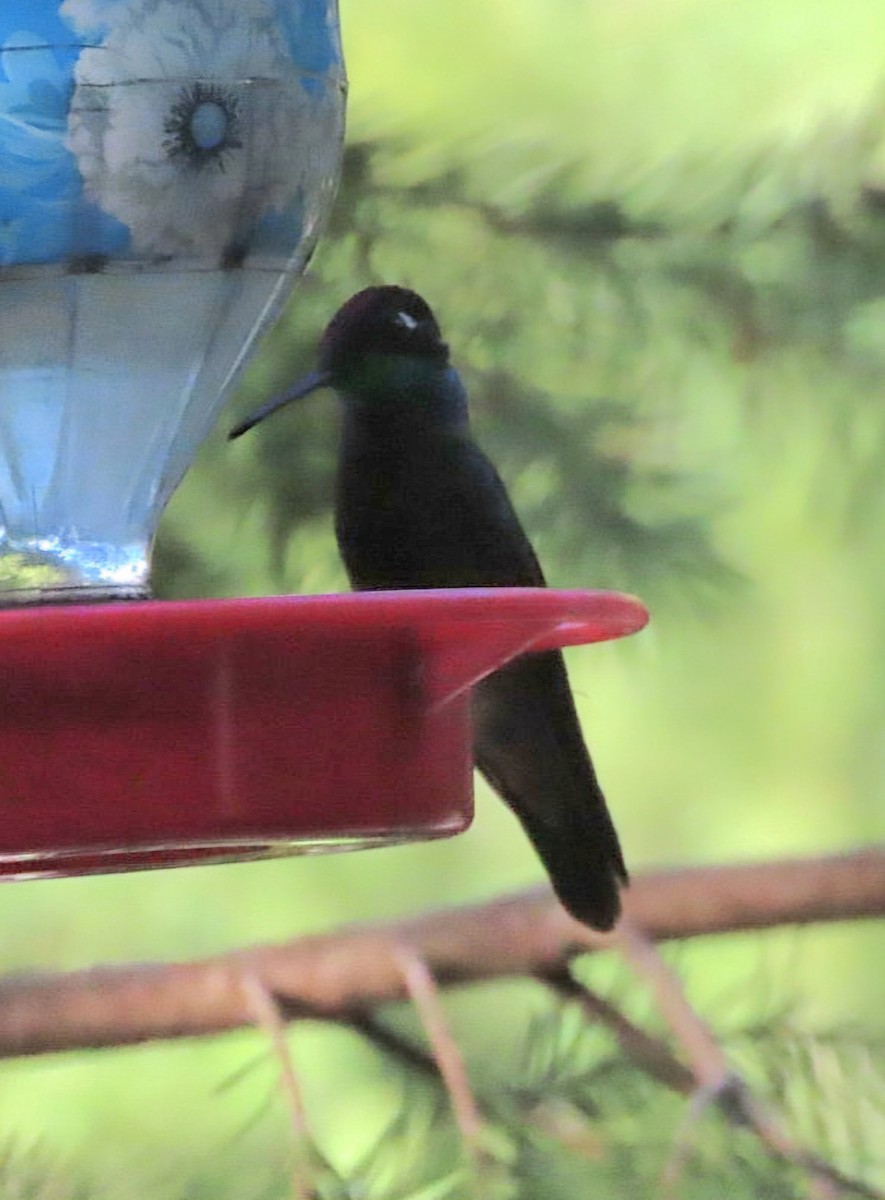 Rivoli's Hummingbird - ML622517648